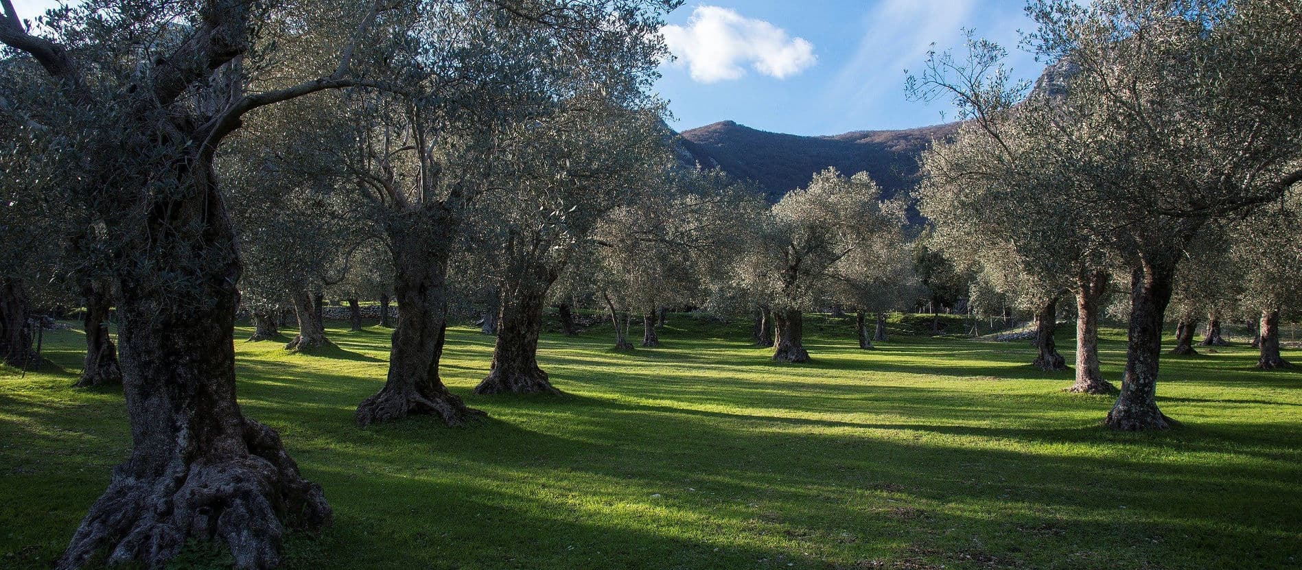 Uliveti e campi coltivati dei Monti Lepini